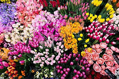 《精灵宝可梦GO》自发售以来 收入超过了50亿美元